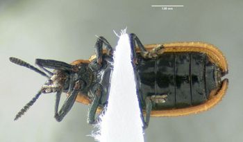 Media type: image;   Entomology 605060 Aspect: habitus ventral view